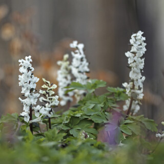 Hohler-Lerchensporn_Corydalis-cava_20260309_0025_B_Web