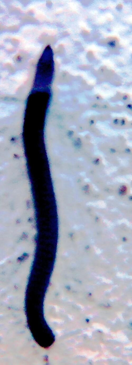 K800_Schwarze-SchnurfuserTachypodoiulus-nigerLeach-1814-_upscayl_1x_upscayl-standard-4x.jpeg