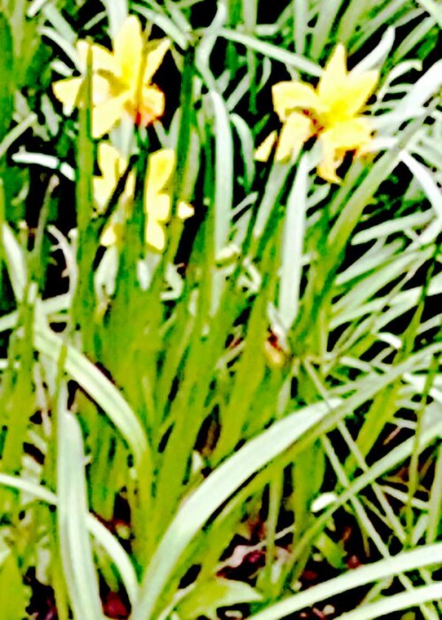 K800_Drei-OsterglockenNarcissus-pseudonarcissusL..jpeg
