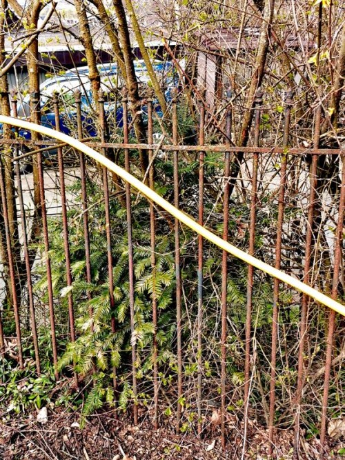 K800_Europaische-EibeTaxus-baccataL.-2.jpeg