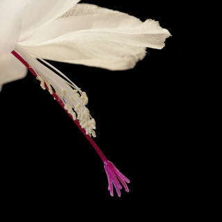 Kaktus_Schlumbergera_20260303_0001_B_Web