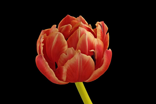 Tulpe, Tulipa, Tulip

Aufnahmeort: Odenwald
Kamera: Canon EOS 60D	
Objektiv: Sigma Makro 150mm
Stativ

# 00668

© Alle von mir veröffentlichten Bilder unterliegen dem Urheberrecht und dürfen ohne meine schriftliche Genehmigung nicht verwendet werden.