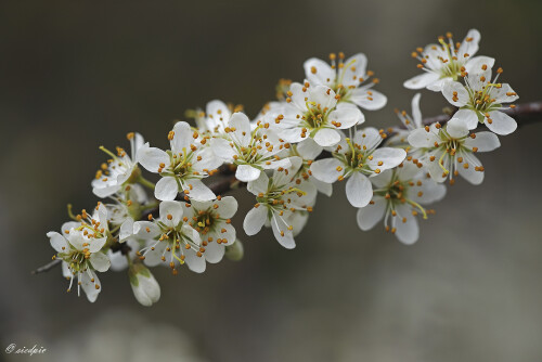 Schwarzdorn_Prunus-spinosa_20260401_0008_B_Web.jpeg