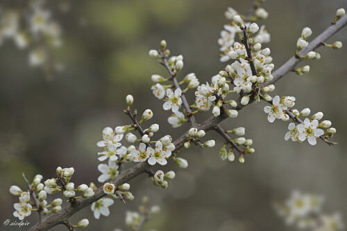 Schwarzdorn Blütenzweig, Blackthorn flowering branch, Prunus spinosa

Aufnahmeort: Odenwald
Kamera: Canon EOS 60D
Objektiv: Sigma Makro 150mm
Stativ

# 00669

© Alle von mir veröffentlichten Bilder unterliegen dem Urheberrecht und dürfen ohne meine schriftliche Genehmigung nicht verwendet werden.