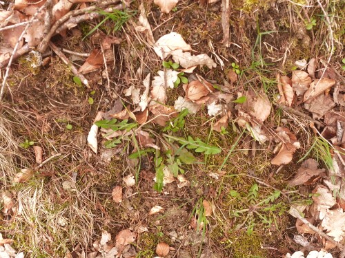 Gewohnlicher-LowenzahnTaraxacum-Sect.-Ruderale-7.jpeg
