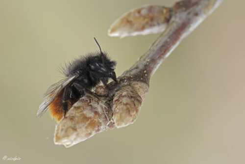 Gehoernte-Mauerbiene_Osmia-cornuta_20260323_0006_B_Web.jpeg