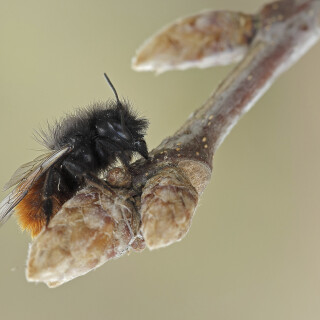 Gehoernte-Mauerbiene_Osmia-cornuta_20260323_0006_B_Web