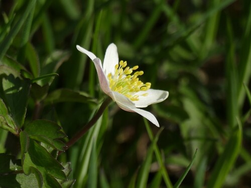 (Anemone nemorosa)