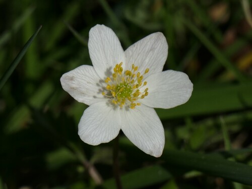 (Anemone nemorosa)