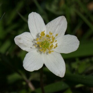 2000-2026-04-02-Buschwindroschen-922