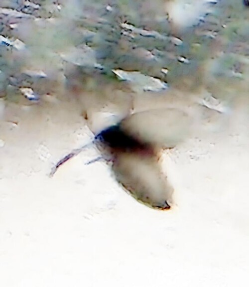 K800_AbortfliegePsychoda-grisescens-am-Fenster_upscayl_1x_upscayl-standard-4x.jpeg