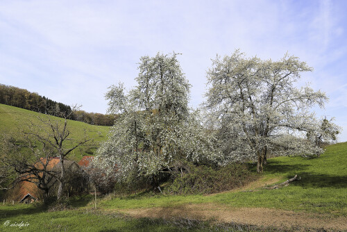 Mengelbach_20260409_0001_B_HDR1_Web.jpeg
