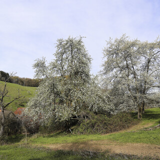 Mengelbach_20260409_0001_B_HDR1_Web
