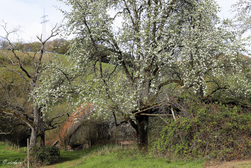 Mengelbach_20260409_0002_B_HDR1_Web.jpeg