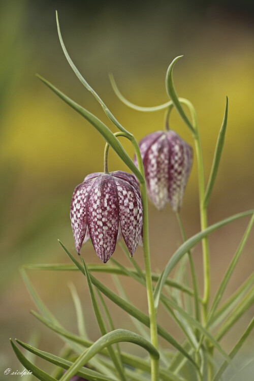 Schachbrettblume_Fritillaria-meleagris_20260410_0002_B_Web.jpeg
