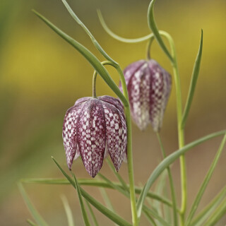 Schachbrettblume_Fritillaria-meleagris_20260410_0002_B_Web