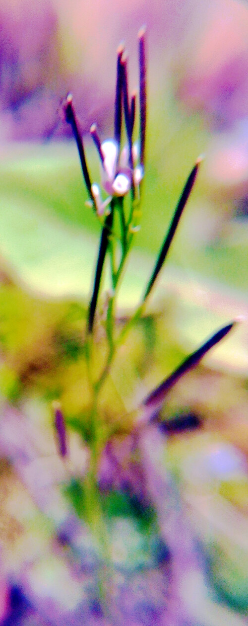 Acker-SchmalwandArandinopsis-thalianaL..jpeg