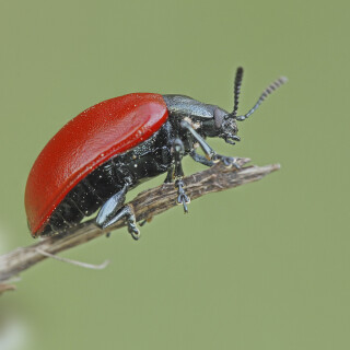 Pappelblattkaefer_Chrysomela-populi_20260409_0002_B_Web