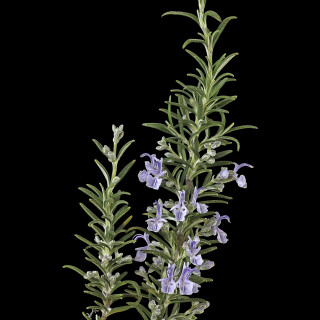 Rosmarin_Rosmarinus-officinalis_20260415_0001_B_Web