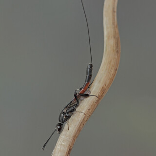 Schmalbauchwespe_Gasteruption-pedemontanum_20200326_0001_B_Web