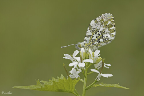 Aurorafalter_Anthocharis-cardamines_20260416_0001_B_Web.jpeg