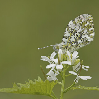 Aurorafalter_Anthocharis-cardamines_20260416_0001_B_Web