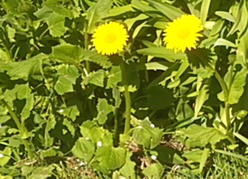 Herzblattrige-GamswurzDoronicum-columnaeTen.-2.jpeg