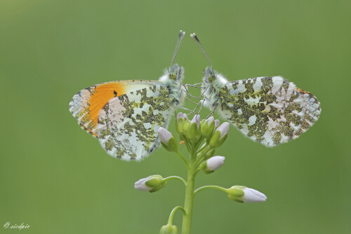Aurorafalter_Anthocharis-cardamines_20210503_0016_B_Web.jpeg