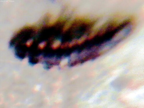 K800_Larve-eines-Kleinen-LeuchtkafersLamporhiza-splendidulaL.-1767-1-2.jpeg