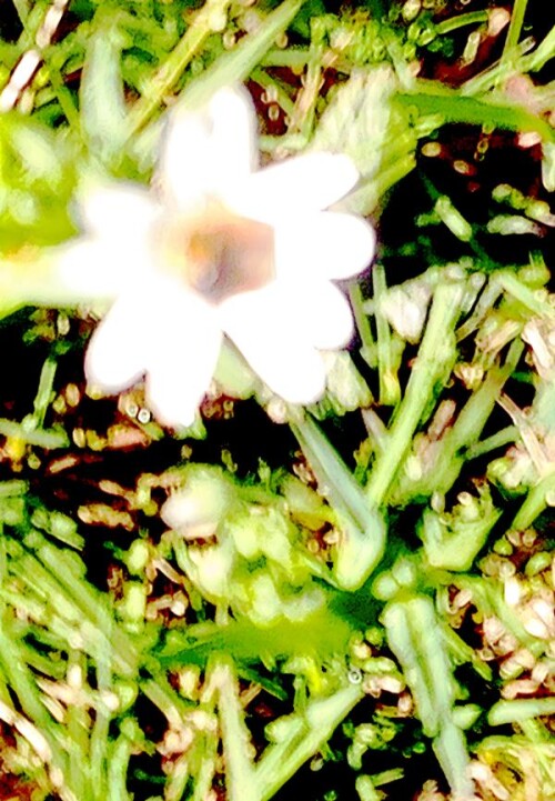 K800_Filziges-HornkrautCerastium-tomentosumL.-3.jpeg