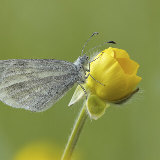 Senfweissling_Leptidea-sinapis_20260420_0001_B_Web
