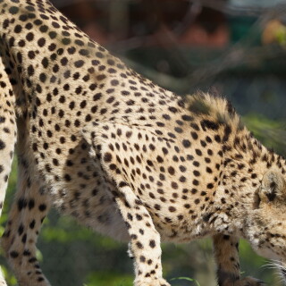 Gepard