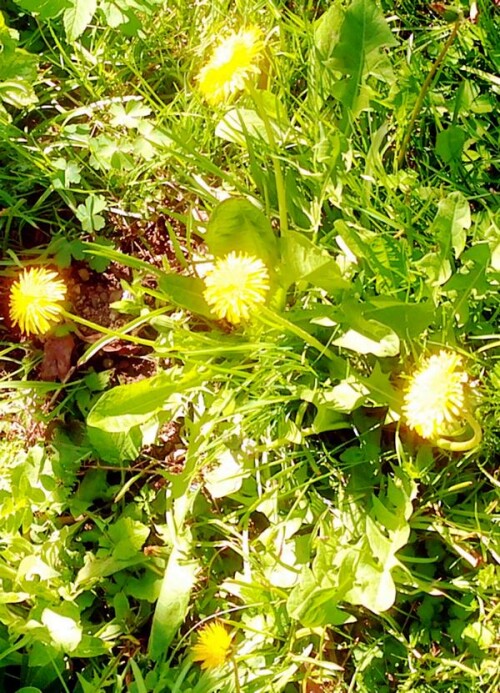K800_Gewohnlicher-LowenzahnTaraxacum-sect.-Ruderalia-1.jpeg