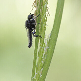 Maerzfliege_Bibio-marci_20260422_0003_B_Web
