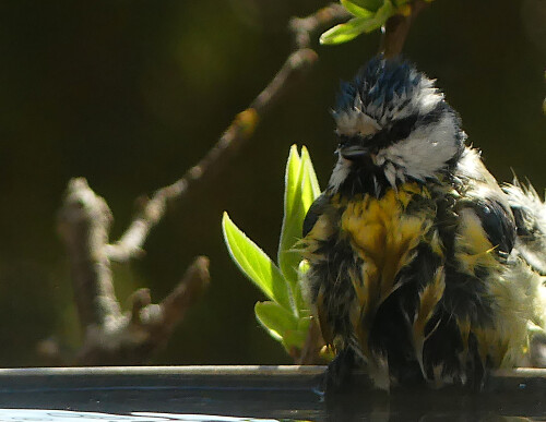 2026-04-14-badende-Blaumeise-1.jpeg