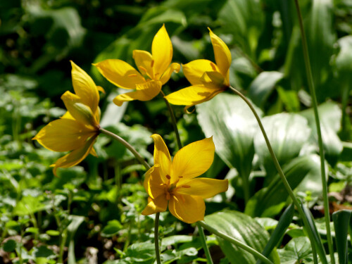 2026-04-16-Wildtulpen-4.jpeg