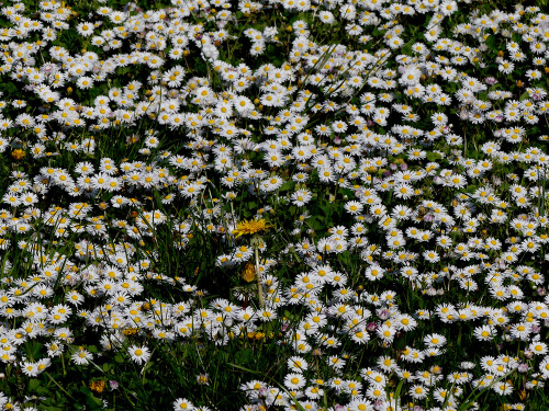 2026-04-16-umschwarmter-Lowenzahn-1-1.jpeg