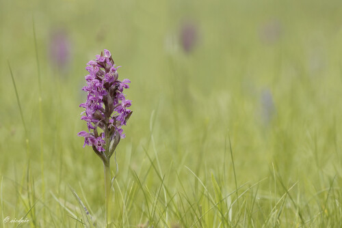 Breitblaettriges-Knabenkraut_Dactylorhiza-majalis_20260427_0001_B_Web.jpeg
