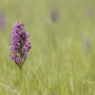 Breitblaettriges-Knabenkraut_Dactylorhiza-majalis_20260427_0001_B_Web