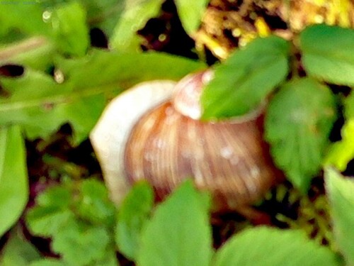 K800_WeinbergschneckeHelix-pomatiaL.-1758-2.jpeg