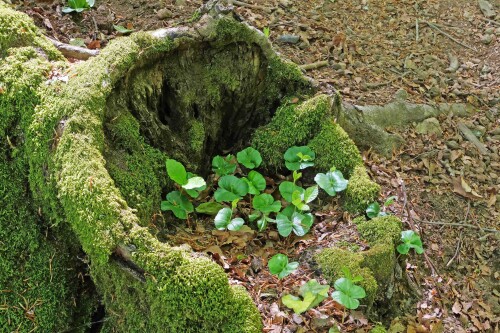 2.3-buchennachwuchs-im-alten-stamm.jpeg