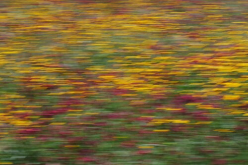 2.5-blumen-verwischt.jpeg