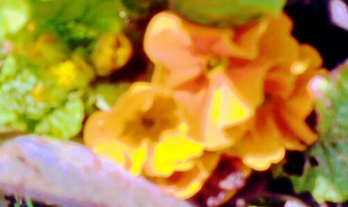 K800_Orangene-Schlusselblume-bzw.-PrimelPrimulaL..jpeg