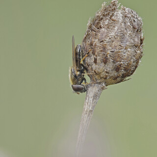 Erzschwebfliege_Cheilosia-nebulosa_20260401_0007_B_Web