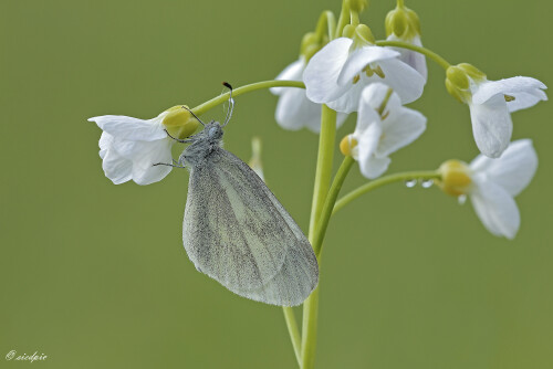 Senfweissling_Leptidea-sinapis_20260420_0011_B_Web.jpeg