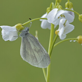 Senfweissling_Leptidea-sinapis_20260420_0011_B_Web