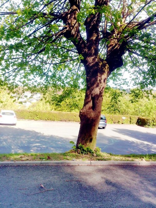 K800_SommerlindeTilia-platyphyylosL.-am-Parkpaltz-des-Eiershauser-Frieddhoges-April-2026-2.jpeg