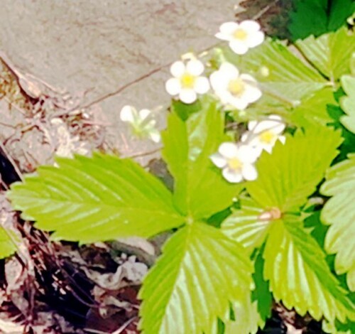K800_WalderdbeereFragaria-vescaL.-in-Blute-April-2026.jpeg