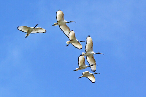 5.1-heiliger-ibis-1.jpeg