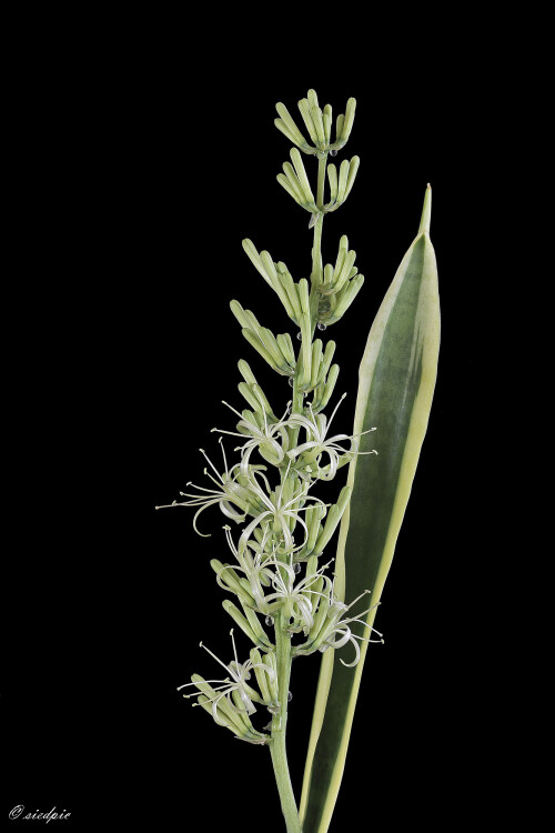 Bogenhanf_Sansevieria-trifasciata_20260506_0006_B_Web.jpeg